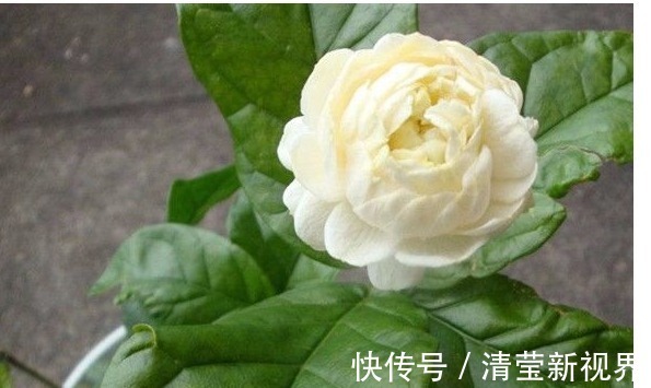香水|纯天然的香水，“天下第一香的花”，有钱人都很喜欢养这种花