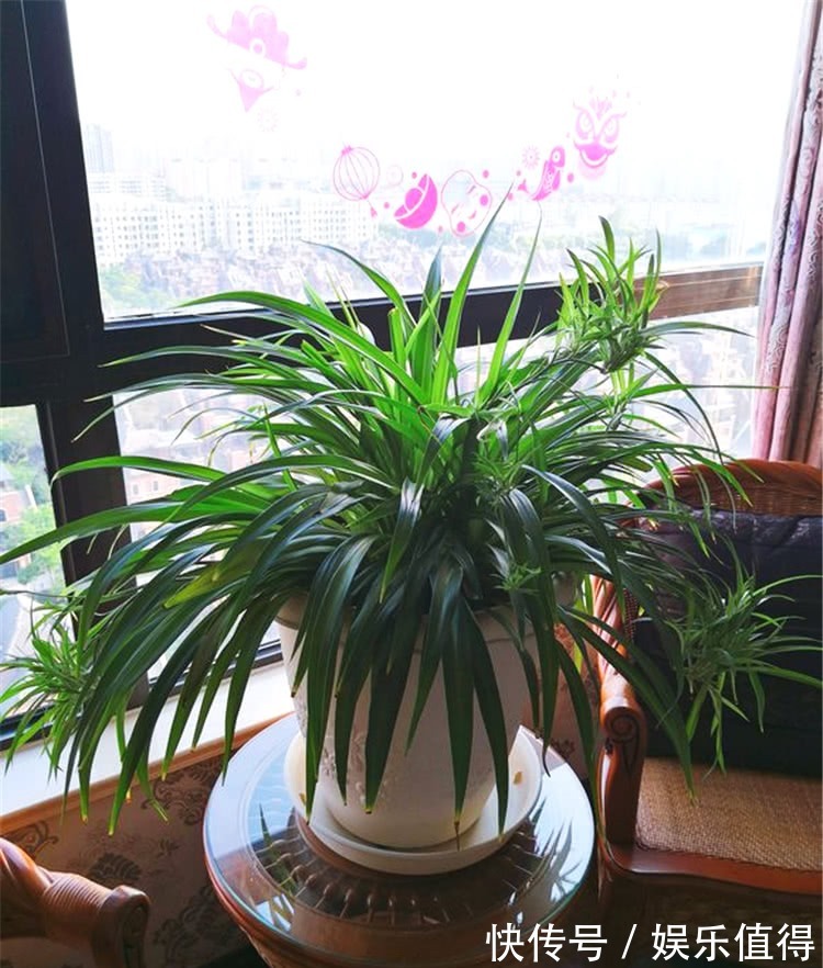 施肥|吊兰叶子又窄又细,做4事,叶子越长越宽厚,呼呼疯长挤爆盆!