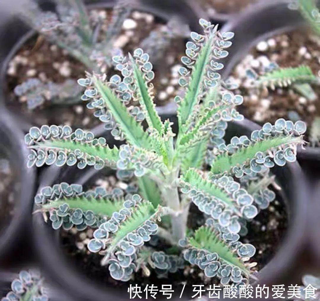 1个盆里塞800棵多肉,鼓到爆炸,看都不敢看