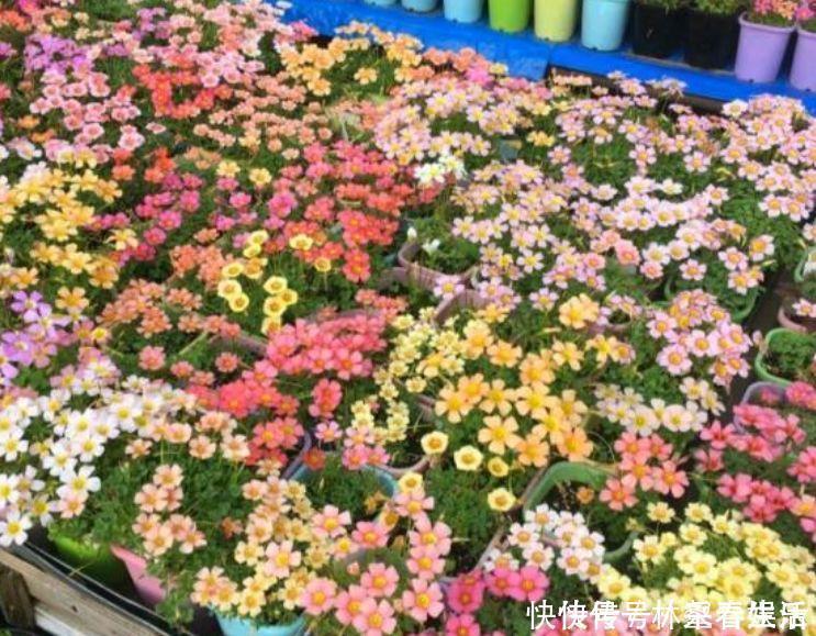 草花|家养“4种花”，招财、旺宅好兆头，好养又漂亮，天天有花赏