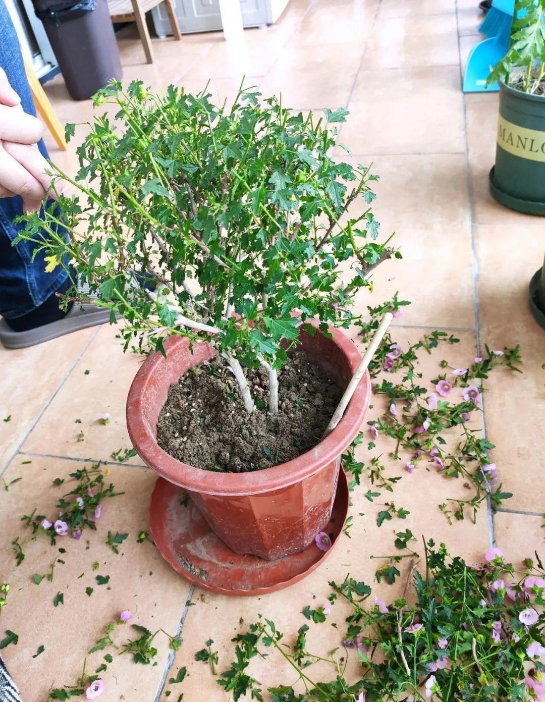 3种花,开败后狠心剪个秃头,下次开花会更猛!