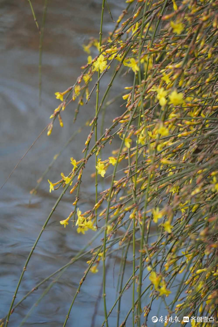 济南五龙潭的迎春花开啦！百花齐放的日子还远吗？|情报站| 济南五龙潭的迎春花开啦！百花齐放的日子还远吗？\＂,\＂i16\＂:\＂情报站