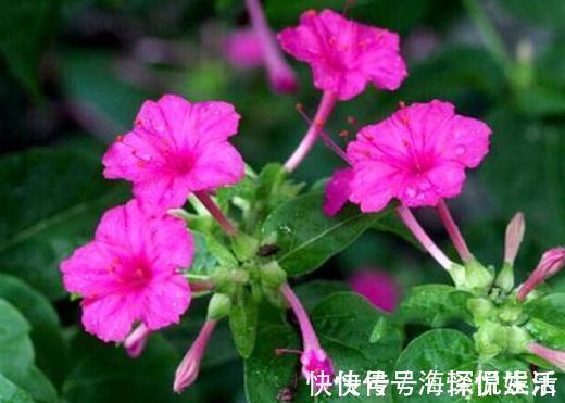 观赏价值|4种花美得倾国倾城，寓意爱情甜蜜，入手不亏