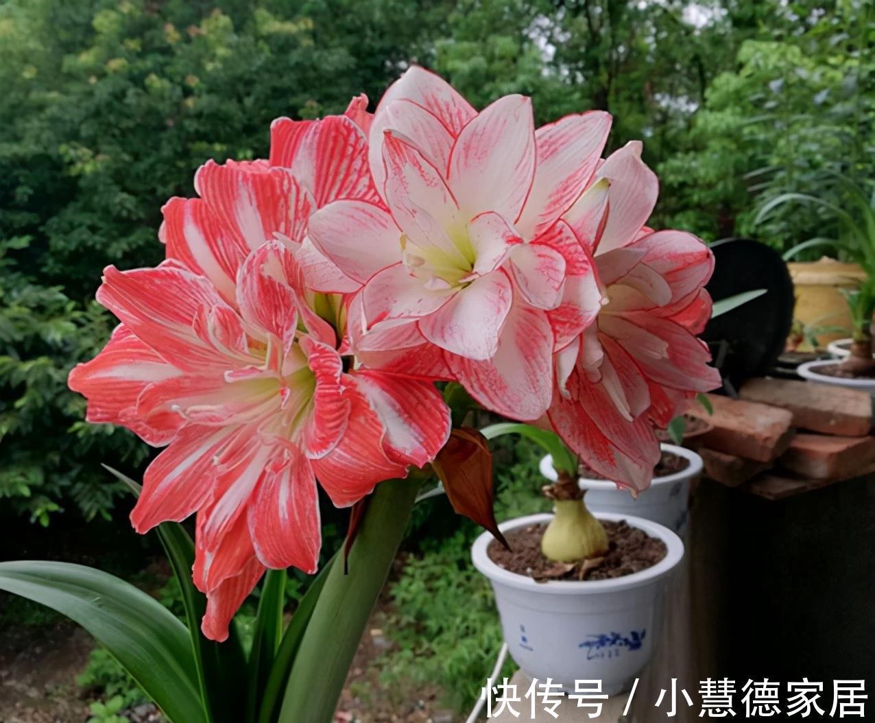 养分|4种“再生花”,九月“翻盆”开花多,花盆里还有“惊喜”很多