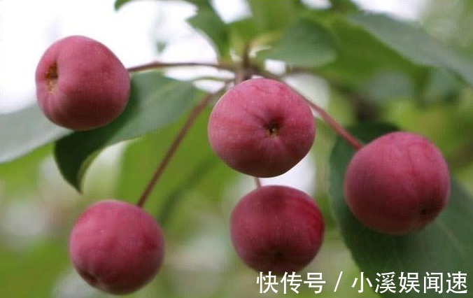 赘肉|女生肚子上有赘肉早上“空腹”吃几个，肠胃更干净，减掉大象腿