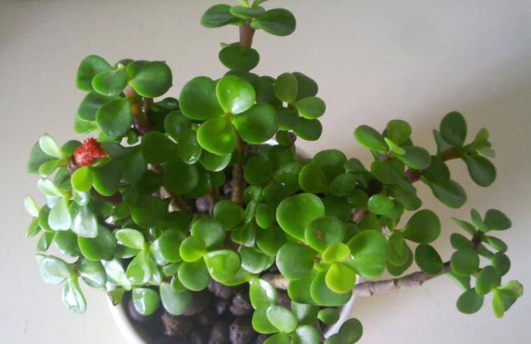 养护|养金枝玉叶,按“这”方法盆栽,枝叶长得旺,极具观赏价值