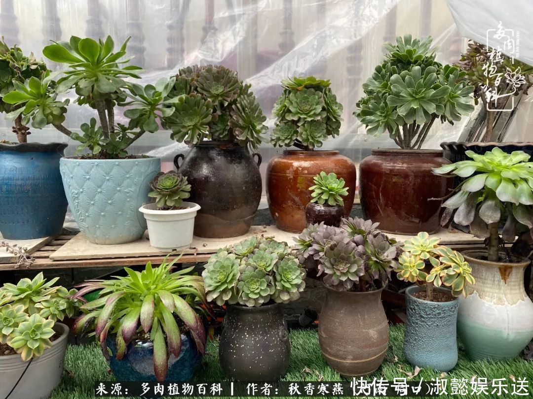 百科|多肉千万种,我独爱法师!爱它的霸气,更爱它的华丽蜕变!