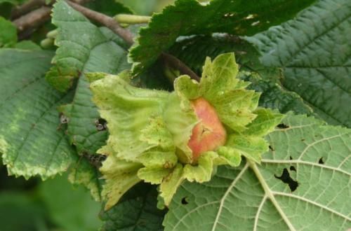 东北山里的号称“干果之王”的山货，榛子，营养很高，你喜欢么