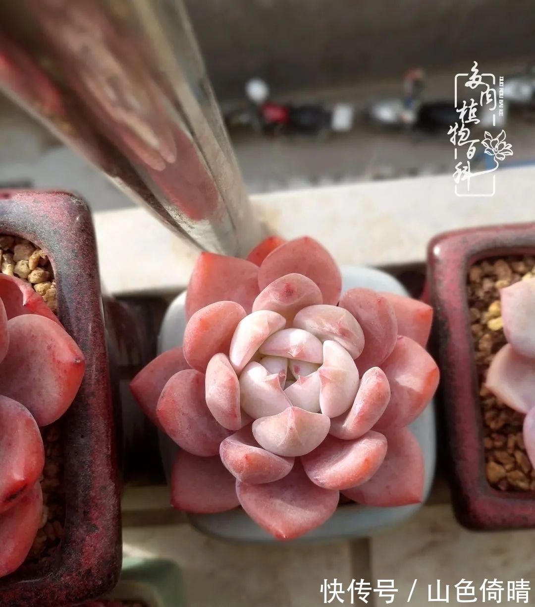 我与多肉植物百科的398天离别又重逢！