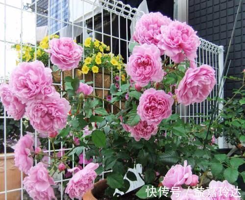 疯长|3种花不怕冷,遇水就疯长,寓意美好,花期超长!