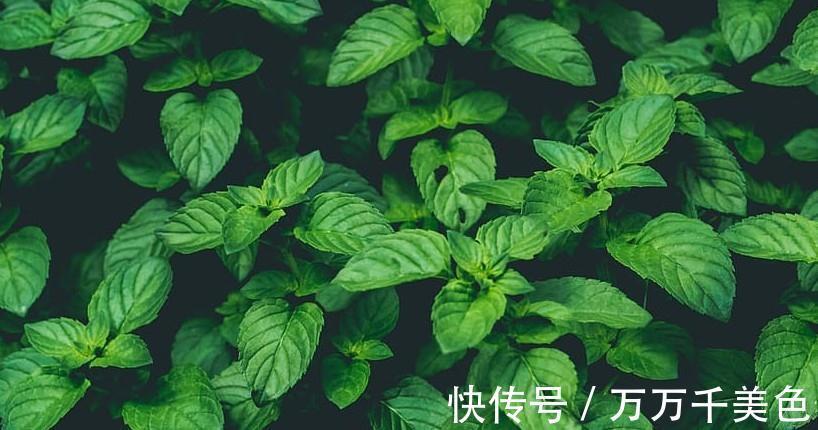湿润|薄荷调味又养眼,阳台种1盆,新叶蹭蹭长