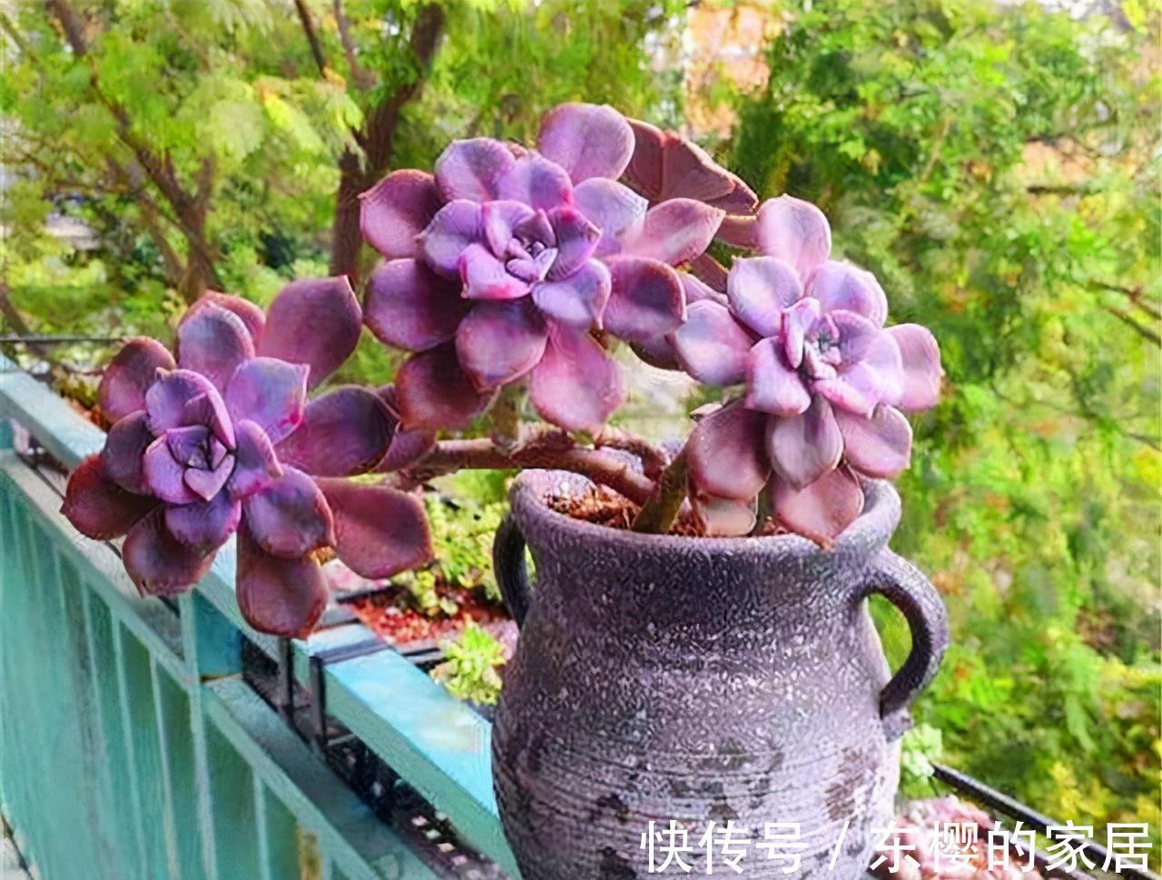 夏天|张大哥养肉10多年,总结出4个“耐热品种”,肉迷都喜欢