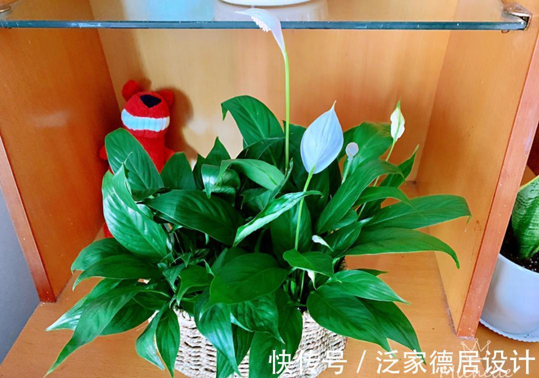 绣球|6种花“苏醒”了,多浇水、要施肥,下个月就开花