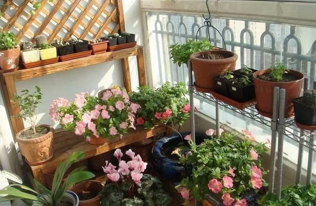 黄叶|喜酸性的花每次浇水滴点“醋”,不黄叶不烂根,根系长满盆猛开花