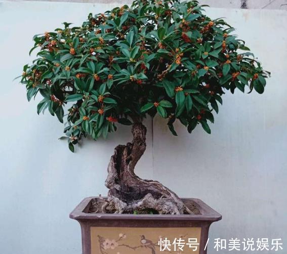 花友们|什么发财树、平安树,都不如“2种树”,养成老桩后,很值钱!