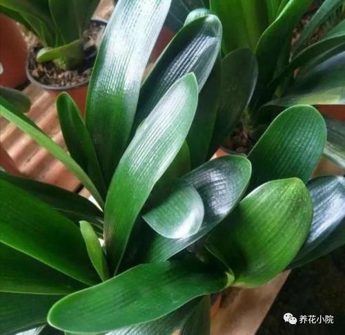 君子兰烂根又黄叶,因4个方面没做好,应及时改正养护方法