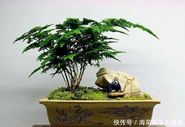 文竹|想养好文竹,“2种”配土方法教给你,不黄叶,根系壮,开花容易