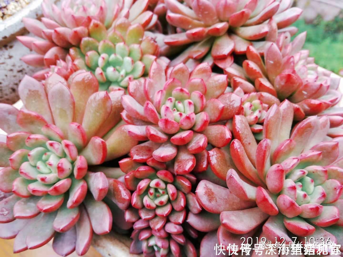 只要给机会就有可能逆袭——记多肉红宝石从叶片到老桩的成长过程