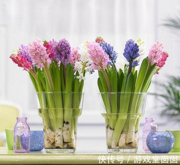 别再乱买花了,这8种花一年开几次,易养活还开花爆盘