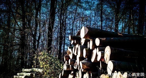 树种|农村遇到香椿木,别当柴烧,被称“百木之王”,价值堪比雷击木