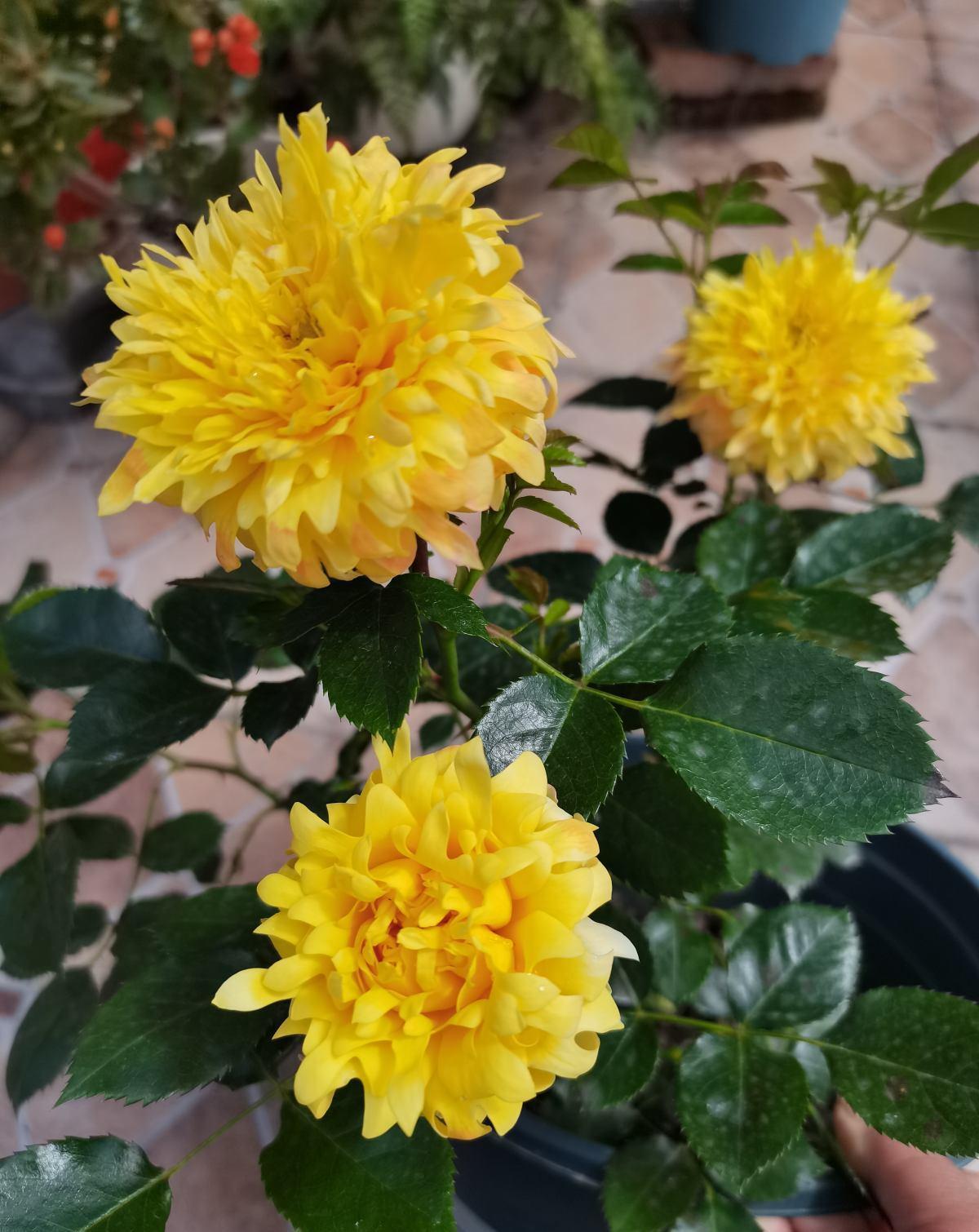 冬天给花浇水，要注意3点，植物喝饱水长得旺