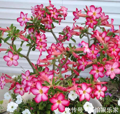 “3种花”最适合懒人养,1个月不浇水,越长越旺,开出漂亮的花朵