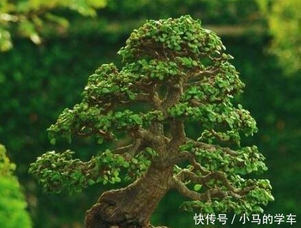 想要金枝玉叶漂亮,还得是把它养成老桩,学会这3样,枝干长粗壮!