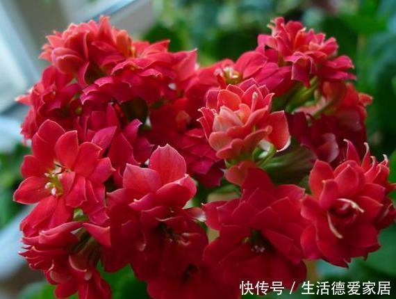 新手养护花卉,掌握3个方面,养出不黄叶不烂根,花开不断的花卉