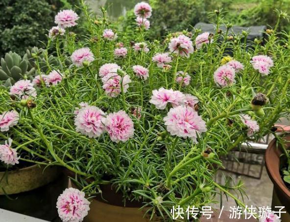 太阳花过冬,有一个技巧,顺利越冬、来年长成小树开爆花很漂亮