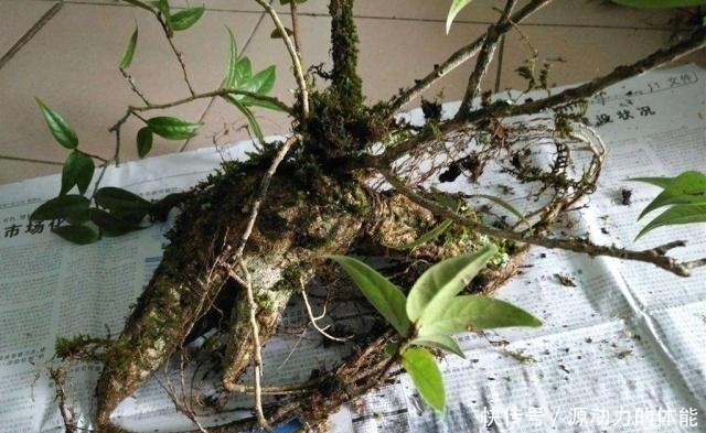 枝条|农村一种植物,人称“叶上花”,盆栽很漂亮,采枝条就行,别挖根!