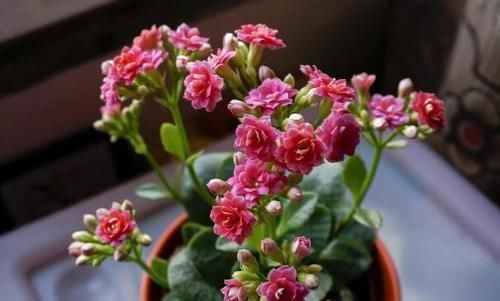 忌讳|养长寿花,将“4忌4喜”进行到底,爆盆开花只是分分钟的事情