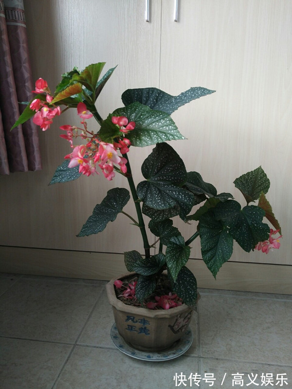 开花最勤的室内盆栽,全年开花,观赏价值高,栽培容易,值得入手