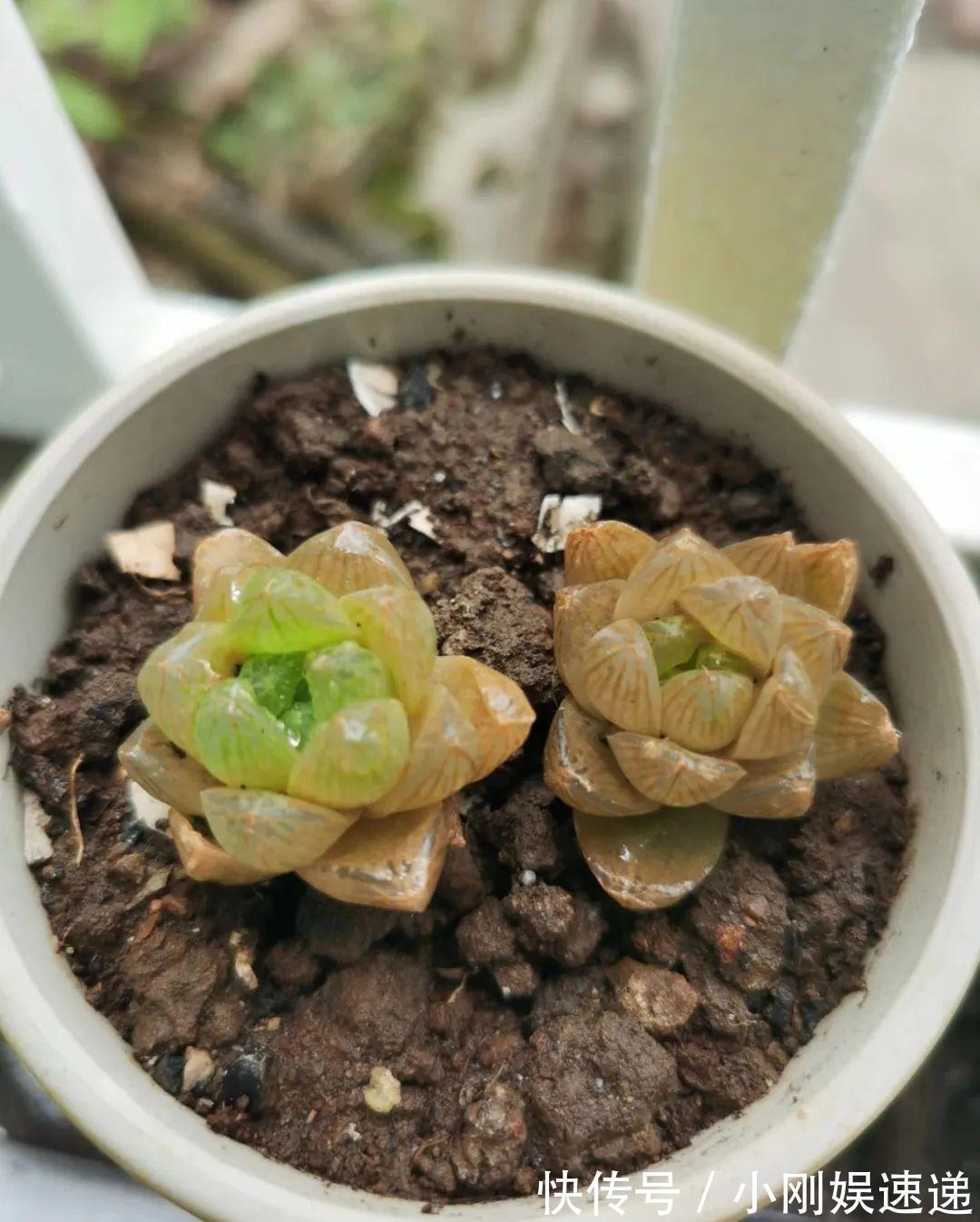 10种花特怕晒，越晒越黄叶，搬阴凉地儿才能活！