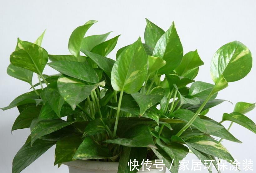 盘点10种漂亮的耐阴花，家里采光不好也能养，专为北阳台而生