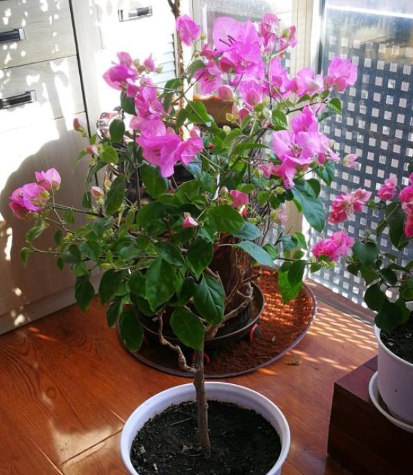 三角梅用“此方法”养,一年开花200天,次次开爆盆,花比叶子多