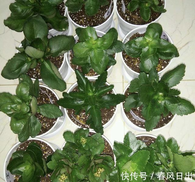 家里养4种花,叶子掉盆里,15天生根发芽,1盆能变20盆,好养活