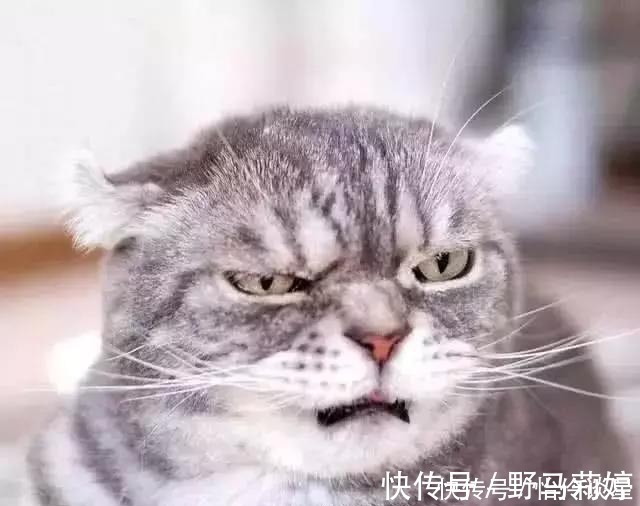 怪物$三本越看越想看的网络小说,一不小心就看到大半夜,停不下来