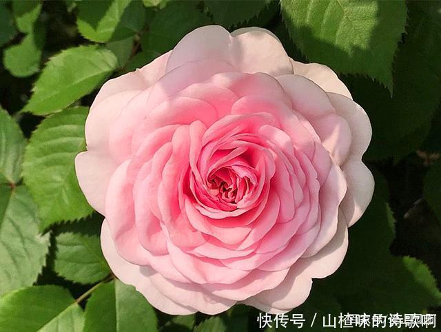 奥斯汀月季中的精品之作,好看、浓香,还不爱生病