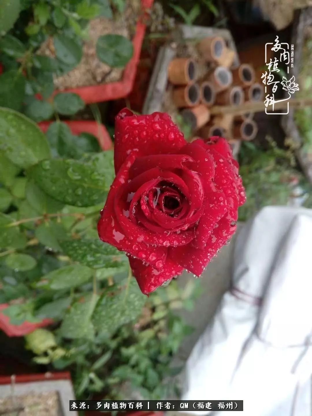 寒山转苍翠,秋水日潺湲——多肉未央,睹物思人!