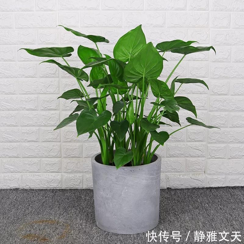 4种有害的花不能放客厅,家有老人小孩要注意,赶紧清理掉