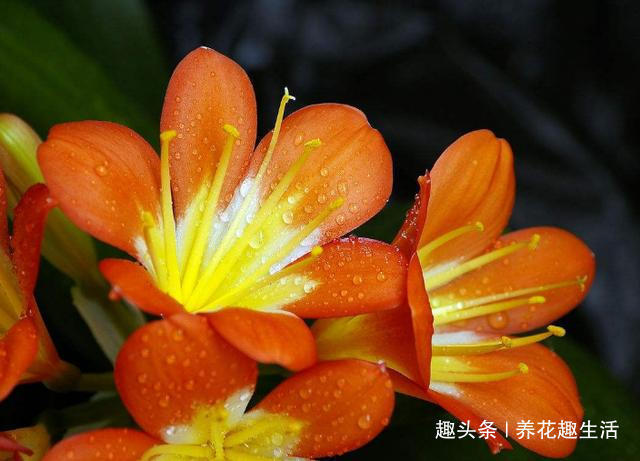 松针土|君子兰喝了这种4毛钱不到的“液体”,枝繁叶茂花开爆盆