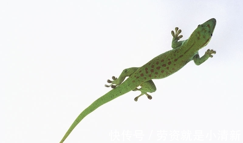 18个冷知识：课本上几乎不会接触，但真实存在于世界的有趣事实