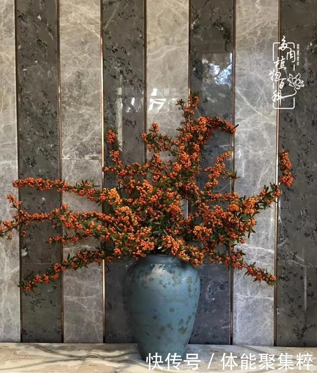 在茜的多肉小院里,花时间种快乐!在茜的多肉小院里,花时间种快乐!