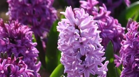 世界上最美的5种花，见过一种我就服你！