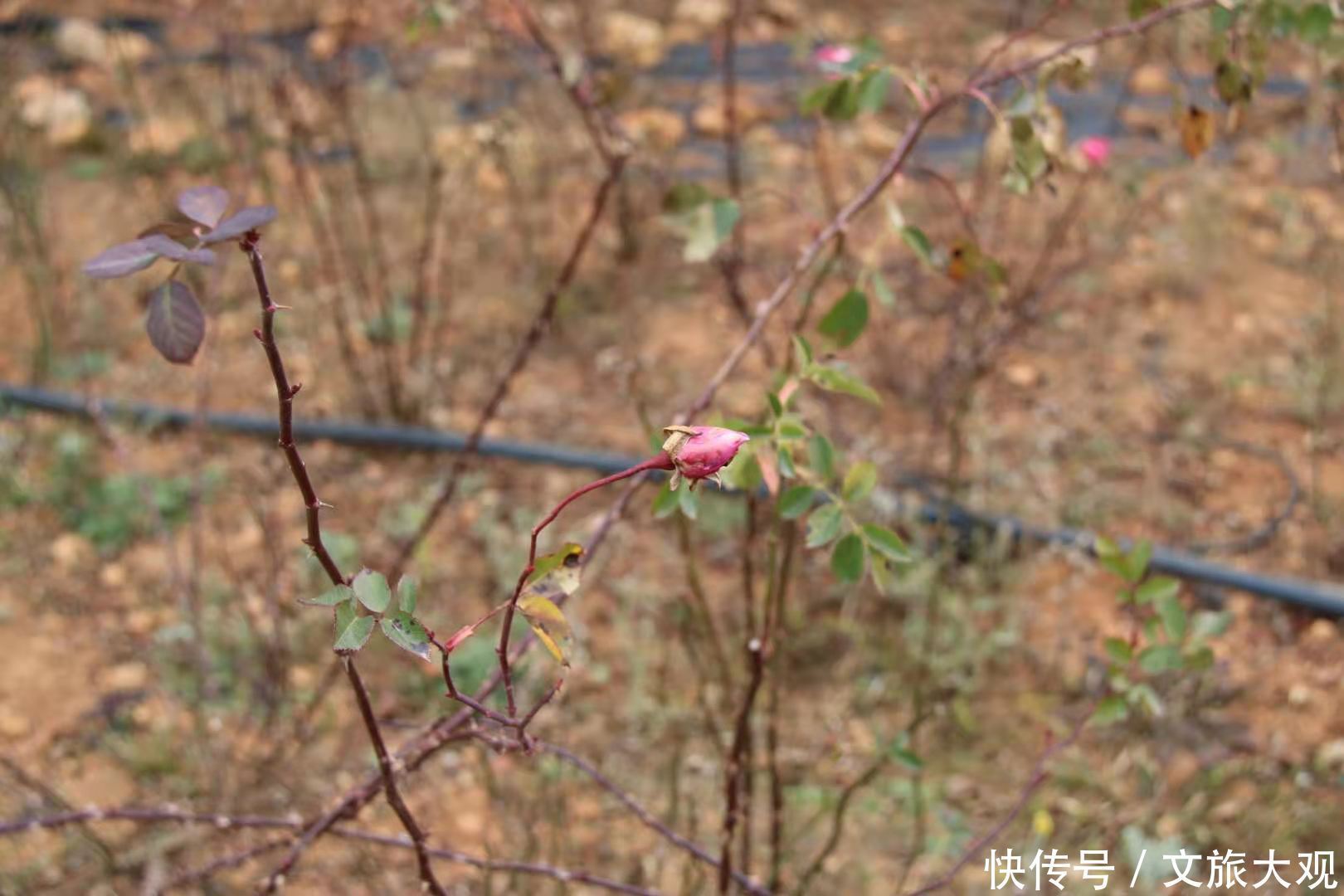 昆明冬日看花