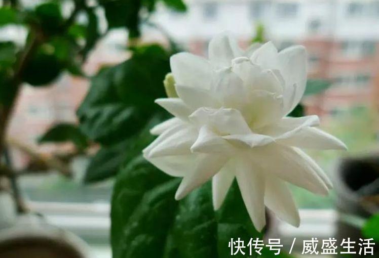 花勤|冬天也能养的漂亮花卉,沾点水就疯长,开花勤还爱爆盆