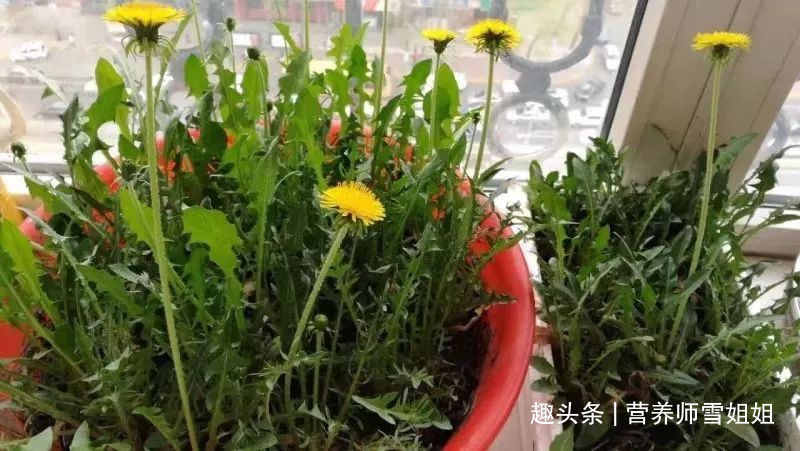 代茶饮|懂得使用蒲公英的人,能收获这5大好处,看看你用对了没