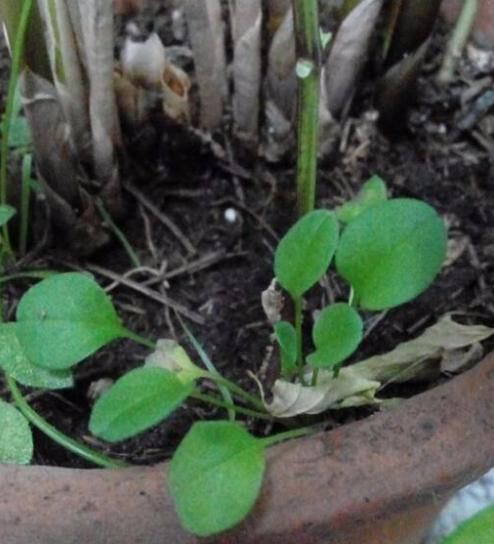 兴趣爱好|花盆长杂草该不该拔？养花高手说不拔好，但有“一种花”必须拔