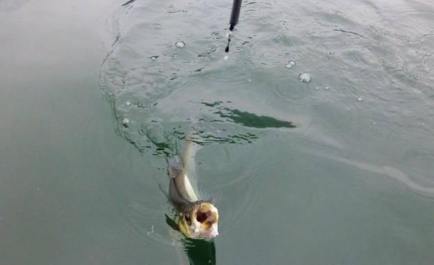 翘嘴鱼的一些特点跟钓法,再配上这饵料,助你轻松钓获大翘嘴鱼