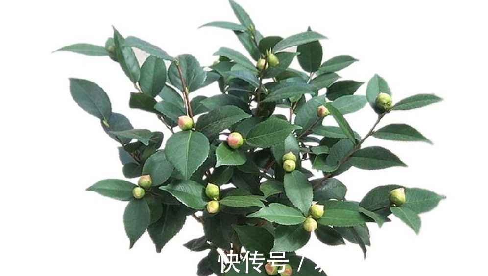 四类花卉不能随便换盆,换不好容易挂掉,要掌握好时间和方法